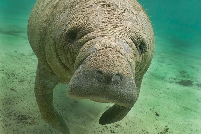 Manatee Sightseeing and Wildlife Boat Tour - Discover the Manatee Sightseeing and Wildlife Boat Tour in Naples