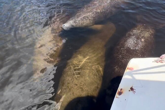 Manatee Sightseeing and Wildlife Boat Tour - The Wildlife You Can Expect to See