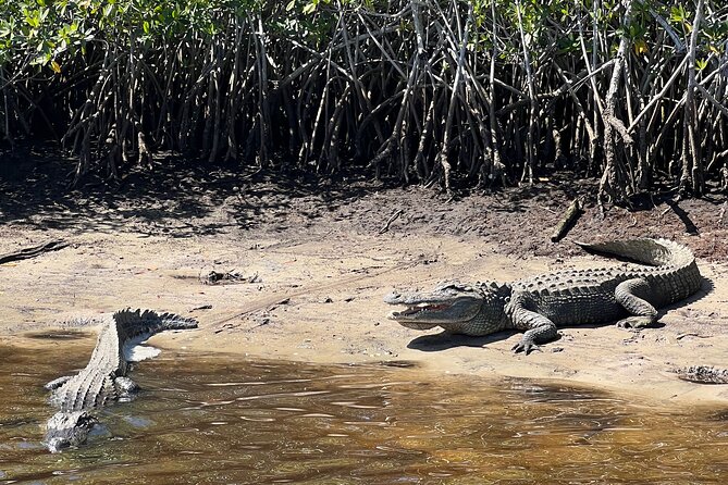 Manatee Sightseeing and Wildlife Boat Tour - How the Itinerary Unfolds During the Tour