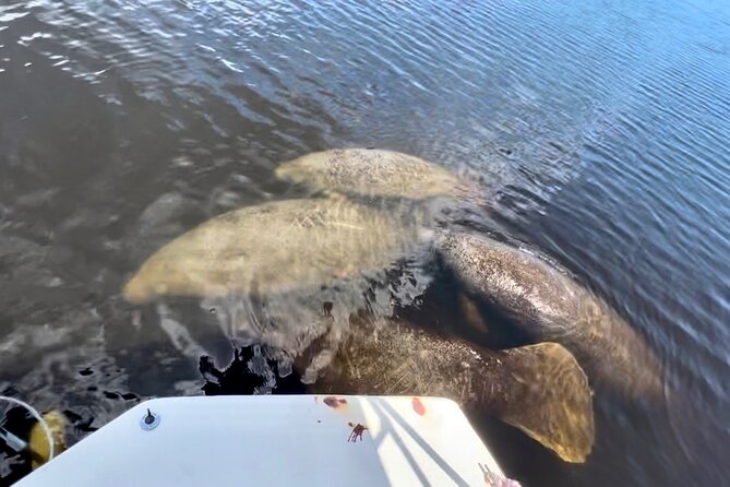 Manatee Sightseeing and Wildlife Boat Tour - Flexibility and Booking Policies