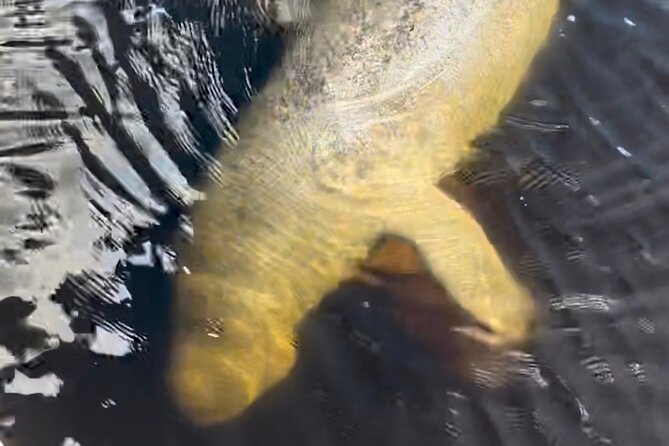 Manatee Sightseeing and Wildlife Boat Tour - The Review Highlights and What Sets This Tour Apart