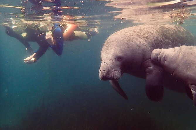 Manatee Snorkel Tour from American Pro Diving Center - Key Points