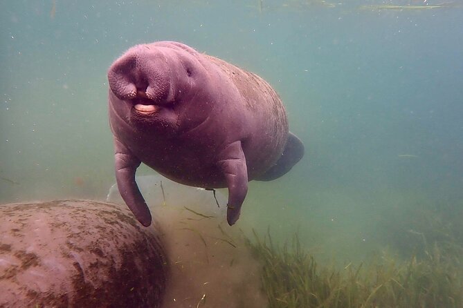 Manatee Snorkel Tour from American Pro Diving Center - Professional Guides and Captains Ensure a Safe, Educational Trip