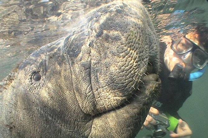 Manatee Snorkel Tour from American Pro Diving Center - How the Water Conditions Affect Your Experience