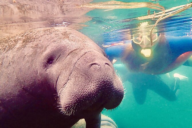 Manatee Snorkel Tour from American Pro Diving Center - The Experience of Snorkeling with Manatees