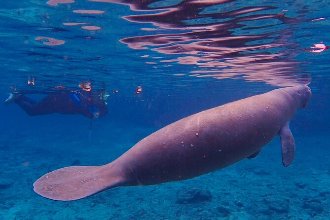 Manatee Snorkel Tour from American Pro Diving Center - The Boat Ride and In-Water Guidance