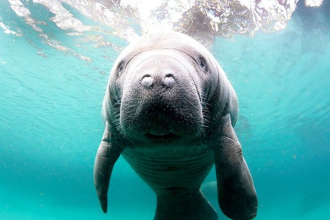 Manatee Snorkel Tour - Small Group - What the Snorkeling Experience Entails
