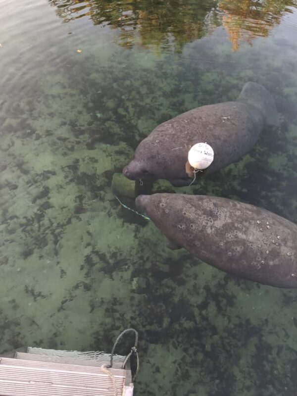 Manatee Snorkeling Tour with in water Guide and photographer - Respecting the Habitat: Wildlife Regulations and Conduct