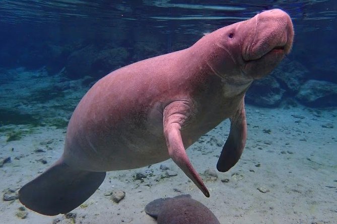 Manatee Swim Tour with In Water Photographer - Starting Point in Crystal River: Meeting at 545 N Citrus Ave