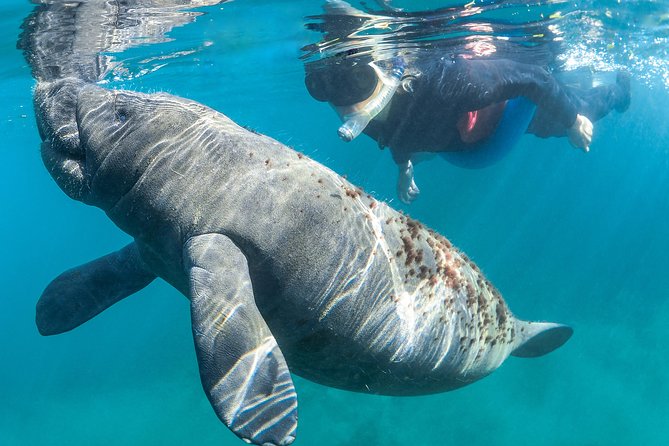 Manatee Swim Tour with In Water Photographer - Physical Requirements and Accessibility
