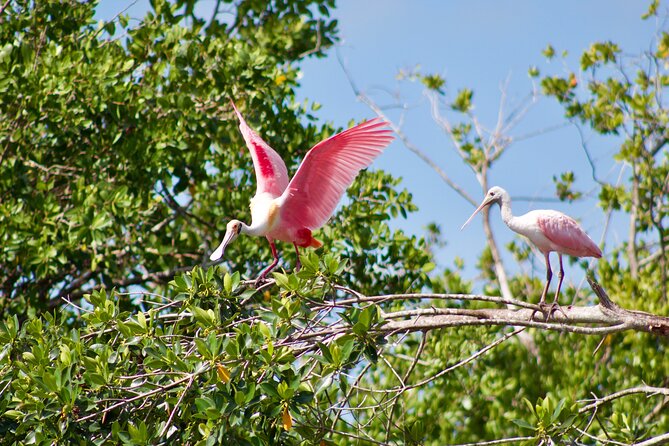 Manatees and Mangrove Tunnels Small Group Kayak Tour - The Sum Up: A Prime Chance for Wildlife and Nature Viewing
