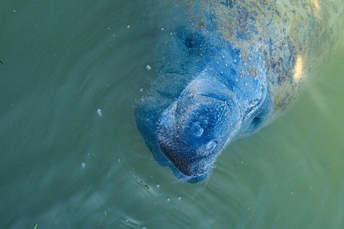 Manatees, Grasslands and Mangroves kayak Tour (Small Group Tour) - Experience a Unique Kayaking Adventure in Naples for Wildlife Viewing
