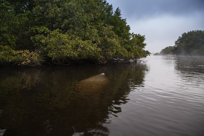 Manatees, Grasslands and Mangroves kayak Tour (Small Group Tour) - Wildlife Spotting Opportunities Near Naples