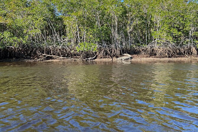 Manatees, Grasslands and Mangroves kayak Tour (Small Group Tour) - Final Thoughts on the Manatees, Grasslands, and Mangroves Kayak Tour