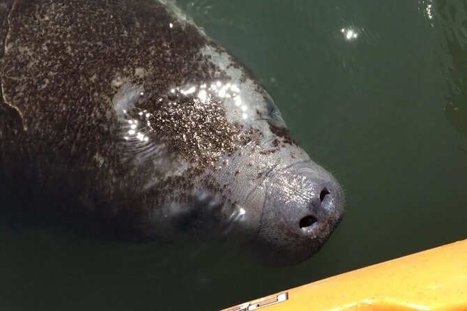 Manatees/Sunset/Bioluminescence Tour - Wildlife Viewing in Merritt Islands Natural Habitat
