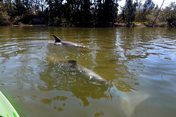 Manatees/Sunset/Bioluminescence Tour - Practical Tips for Participants
