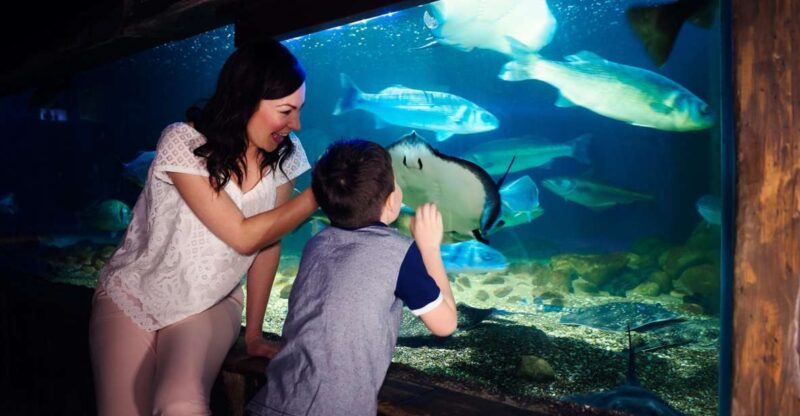 Manchester: SEA LIFE Entrance Ticket - Discover the Marine World at SEA LIFE Manchester for $26.87