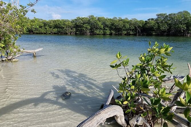 Mangrove and Lagoon Speed Boat Tour - What’s Included and What to Consider