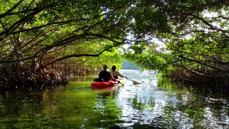 Mangrove Jungle exploration on SUP/Kayak - Wildlife Encounters and Environmental Learning