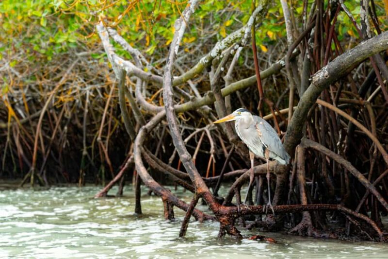 Mangrove Jungle exploration on SUP/Kayak - Comparing This Tour to Alternatives in Miami