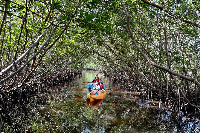 Mangrove Tunnel Kayak Eco Tour - Key Points