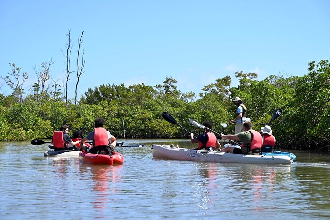 Mangrove Tunnel Kayak Eco Tour - The Role of the Naturalist Guide