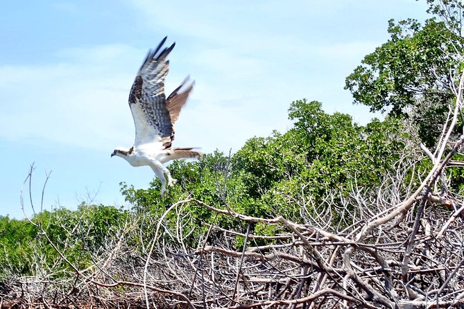 Mangrove Tunnel Kayak Eco Tour - Comparing to Other Fort Lauderdale Water Tours