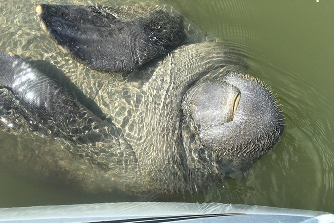 Mangrove Tunnels, Dolphins, Manatee Tour #1 Rated in Cocoa Beach - The Physical and Accessibility Aspects of the Tour