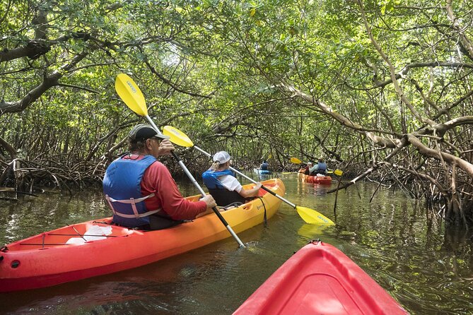 Mangrove Tunnels Kayak Tour (Photographer Included)- Marco Island - Wildlife and Nature Learning Opportunities