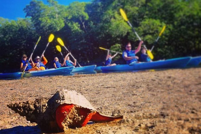 Mangrove Tunnels & Mudflats Kayak Tour - Local Biologist Guides - Final Thoughts on the Mangrove Tunnels & Mudflats Kayak Tour