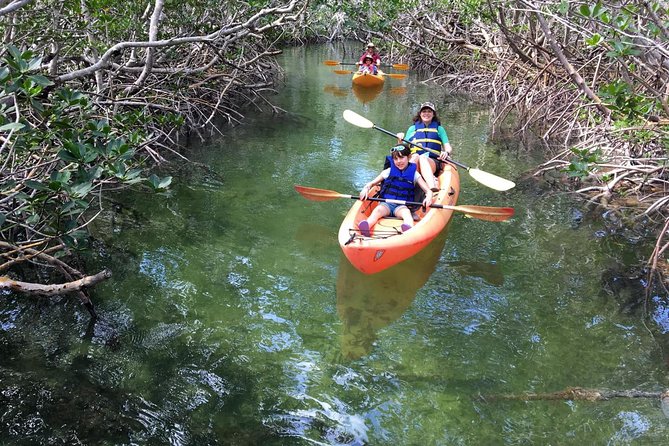Mangroves and Manatees - Guided Kayak Eco Tour - Potential Drawbacks and Considerations