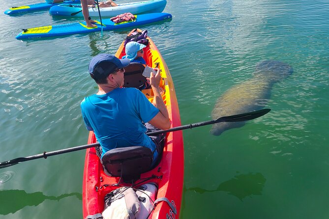 Mangroves, Manatees, and a Hidden Beach: Kayak Tour - Discover Sarasota’s Coastal Mangroves and Marine Life