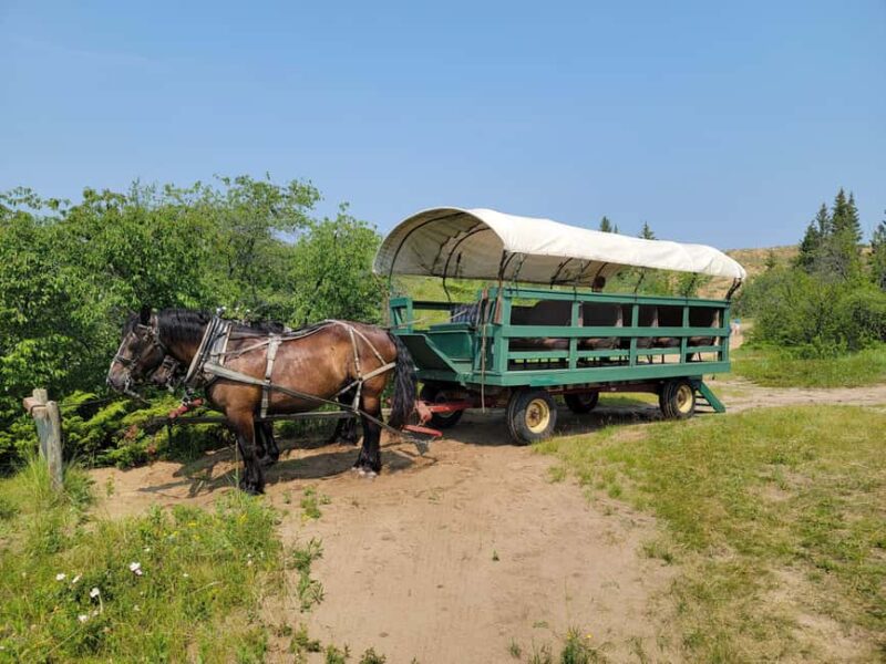 Manitoba: Horse-Drawn Wagon Ride in Spruce Woods Park - Discover Manitoba’s Desert Landscape on a Horse-Drawn Wagon