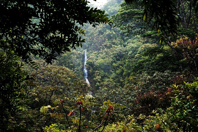 Manoa Waterfall Hike From Waikiki With Healthy Lunch Included - Physical Requirements and Accessibility