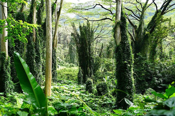 Manoa Waterfall Hike From Waikiki With Healthy Lunch Included - How This Tour Differentiates Itself