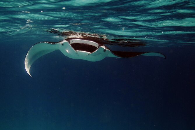Manta Mania - Manta Ray Night Snorkel - Small-Group Experience In Kona, Hawaii - Key Points