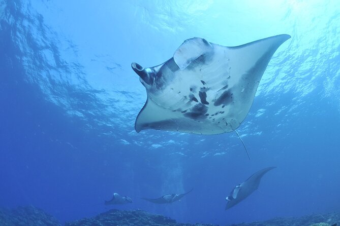 Manta Mania - Manta Ray Night Snorkel - Small-Group Experience In Kona, Hawaii - Who Will Enjoy This Tour Most