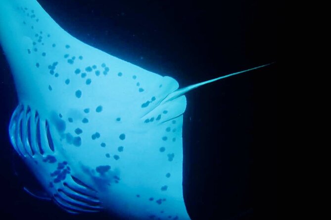 Manta Ray Night Snorkel - Booking and Cancellations