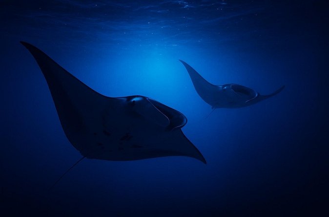 Manta Ray Night Snorkel Adventure in Kailua-Kona - What Equipment and Inclusions Are Provided