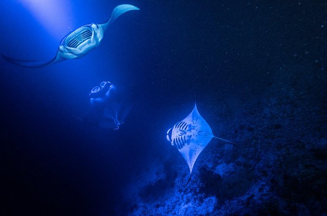Manta Ray Night Snorkel Adventure in Kailua-Kona - Pricing, Booking, and Cancellation Policies