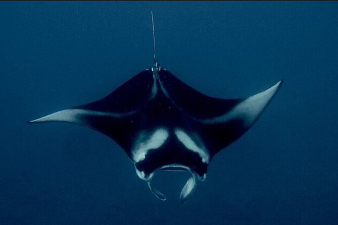 Manta Ray Night Snorkel Experience of a Lifetime - Starting Point at Honokohau Harbor for Easy Access