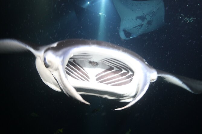Manta Ray Night Snorkel Tour from Kona - Tour Flexibility and Booking Tips