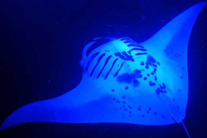 Manta Ray Night Snorkeling Adventure in Kailua-Kona - Discover the Manta Ray Night Snorkeling Adventure in Kailua-Kona