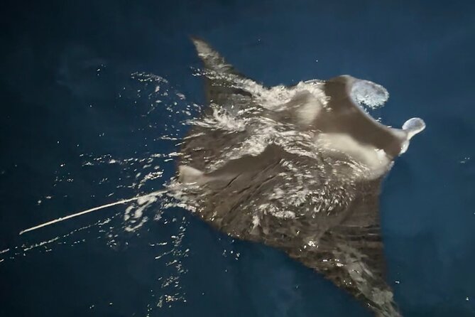 Manta Ray Night Snorkeling Adventure in Kailua-Kona - Convenient Meeting Point at Honokohau Harbor