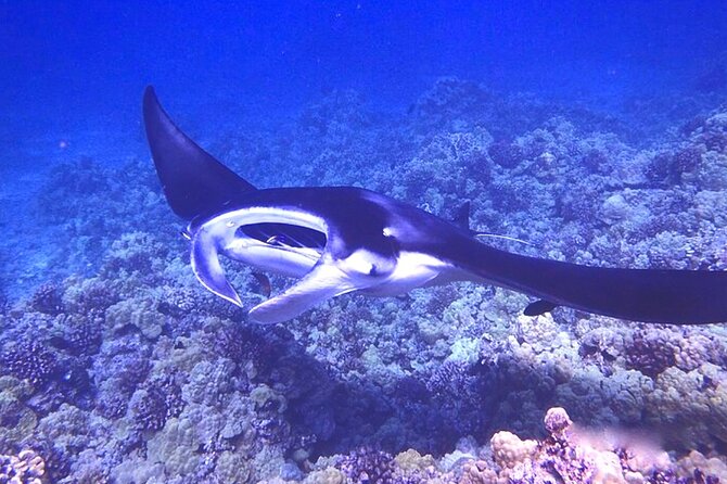 Manta Ray Night Snorkeling Adventure in Kailua-Kona - Swimming Among Manta Rays in Their Natural Feeding Sites