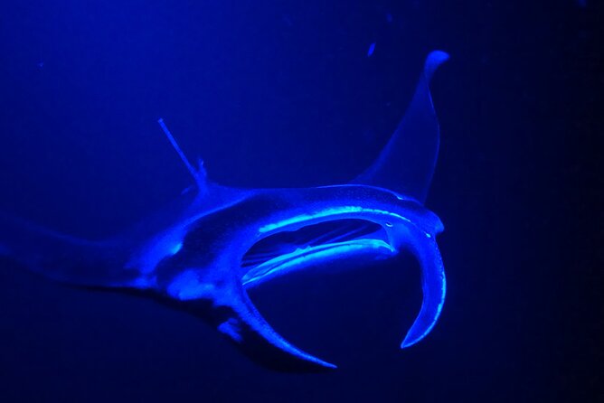 Manta Ray Night Snorkeling Adventure in Kailua-Kona - Snacks, Drinks, and Onboard Amenities