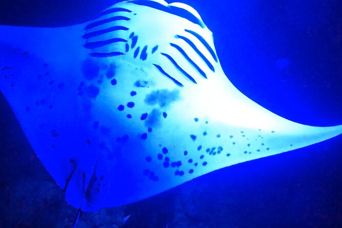 Manta Ray Night Snorkeling Adventure in Kailua-Kona - Suitable for Most Travelers with a 2.5-Hour Duration