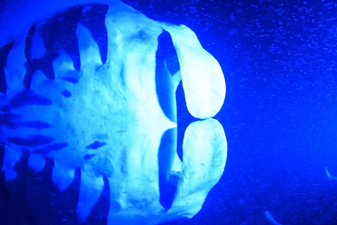 Manta Ray Night Snorkeling Adventure in Kailua-Kona - Highly Praised Guides and Crew Make the Difference