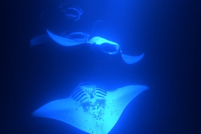Manta Ray Snorkeling by Night in Kailua-Kona, Hawaii - Guided Snorkeling Equipment and Warmth Considerations