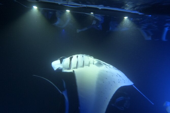 Manta Ray Snorkeling by Night in Kailua-Kona, Hawaii - The Small-Group Canoe Experience and Its Authentic Feel